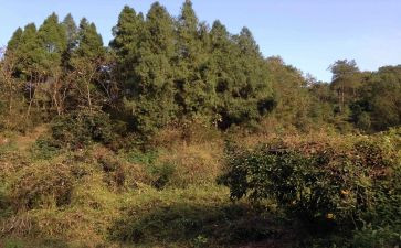 承包林地合同模板5篇