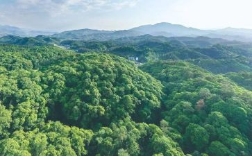 林业站述职报告8篇