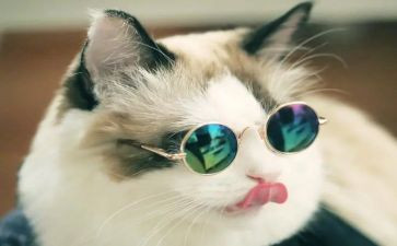 我和猫作文800字8篇