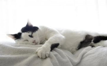 野猫的城市教案7篇