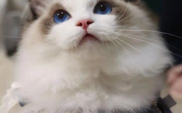 猫小学二年级作文模板7篇