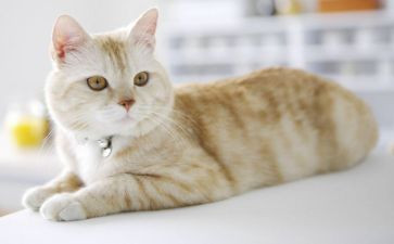 猫的母爱作文优质5篇