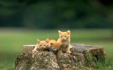 朝花夕拾猫读后感400字6篇