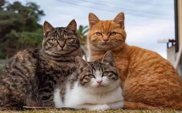 猫小学二年级作文通用8篇