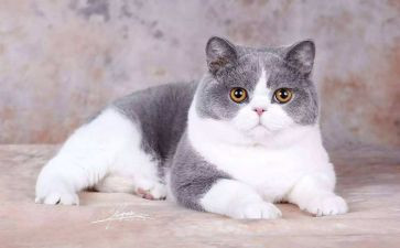 幼儿园小猫上幼儿园教案7篇