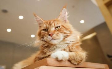 写国宝熊猫作文300字6篇