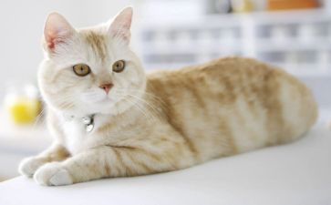 《小猫钓鱼》教学反思8篇