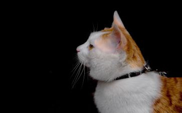 猫活动策划方案模板8篇