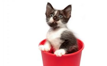 编程猫的心得体会7篇