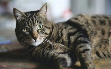 小猫钓鱼语言教案7篇