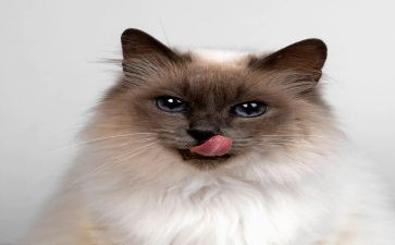 写我是一只猫的作文推荐8篇