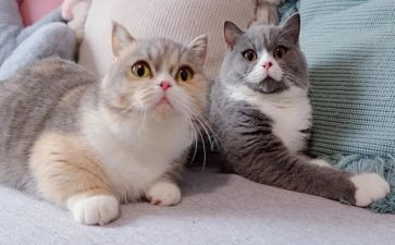 国宝大熊猫作文300字优质6篇