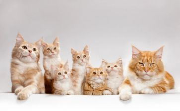他的猫读后感8篇