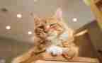猫教案优秀教案参考5篇