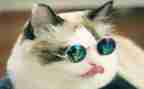 我和猫作文800字8篇