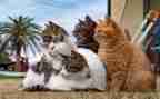 猫的特点教案5篇