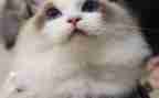 猫小学二年级作文模板7篇