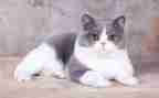 幼儿园小猫上幼儿园教案7篇