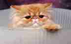 朝花夕拾猫读后感300字7篇