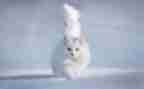 猫捉老鼠游戏教案5篇
