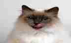 我的猫作文100字通用5篇
