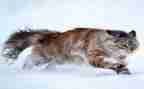 猫的母爱作文400字模板6篇