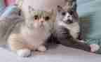 国宝大熊猫作文300字优质6篇