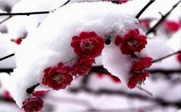 踏雪寻梅教案6篇