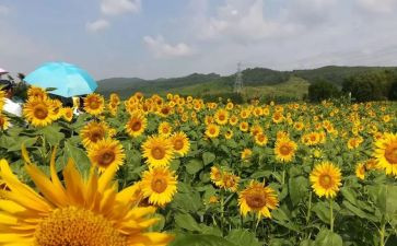 美丽云阳作文推荐8篇