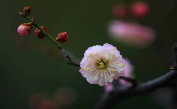 红梅花作文8篇