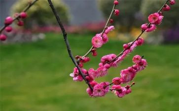 红梅花作文模板5篇