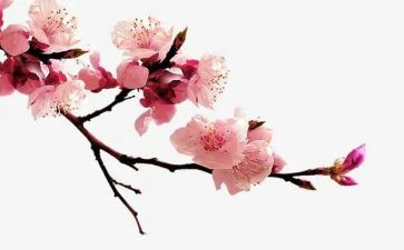 红梅花作文精选7篇