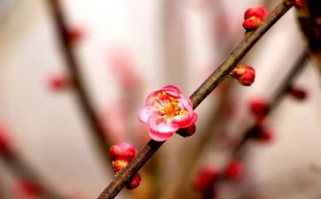 写梅花精神的作文5篇