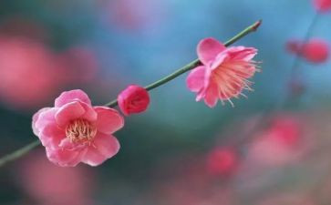 梅花赞作文600字8篇
