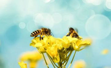 蜜蜂反思教学反思模板7篇