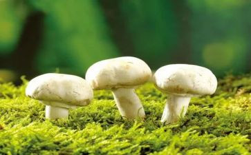 爬蘑菇教案5篇