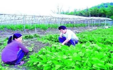 农技培训总结8篇