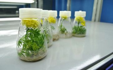 培养爱教案7篇