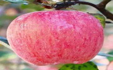 苹果红教学反思6篇
