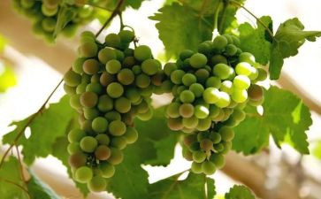 中班葡萄熟了教案7篇