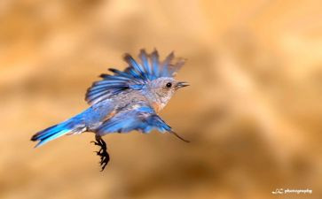 关于《青鸟》的读后感6篇