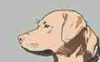 军犬黑虎读后感精选8篇