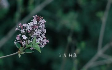 关于三月的演讲稿5篇
