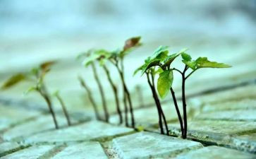 《生命》读后感通用7篇