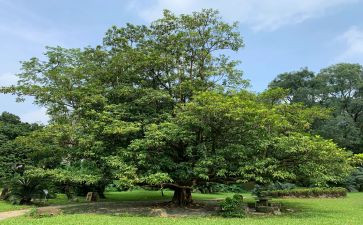 植树造林的演讲稿8篇