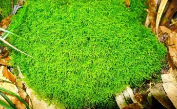 苔读后感600字优秀7篇