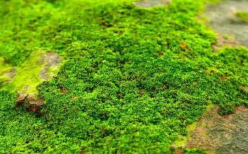 苔读后感600字推荐7篇