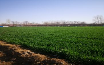 乡村田野作文模板8篇