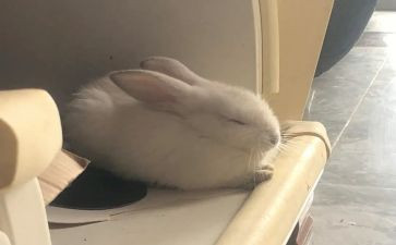 小班语言《小兔找太阳》教案8篇
