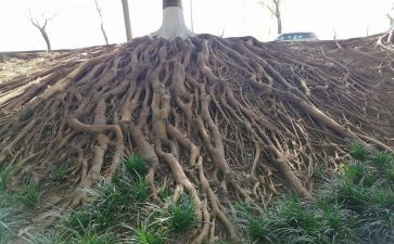 我的根作文800字通用7篇